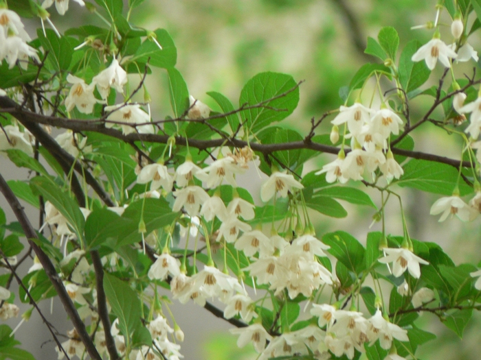 Carillon Weeping Japanese Snowbell - Styrax japonicus ''Carillon'' (Weeping Japanese Snowbell) from Betty's Azalea Ranch