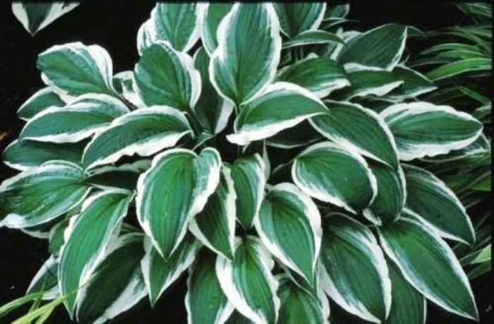 Hosta - Hosta 'Ginko Craig' from Betty's Azalea Ranch