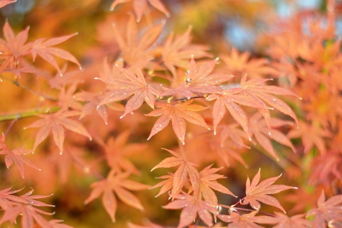 Dragon Tears™ Japanese Maple - Acer palmatum ''Dragon Tears™'' JN4 PP22249 (Japanese Maple) from Betty's Azalea Ranch