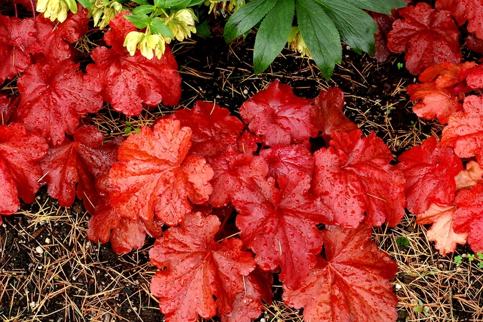 Coral Bells - Heuchera 'Fire Alarm' from Betty's Azalea Ranch