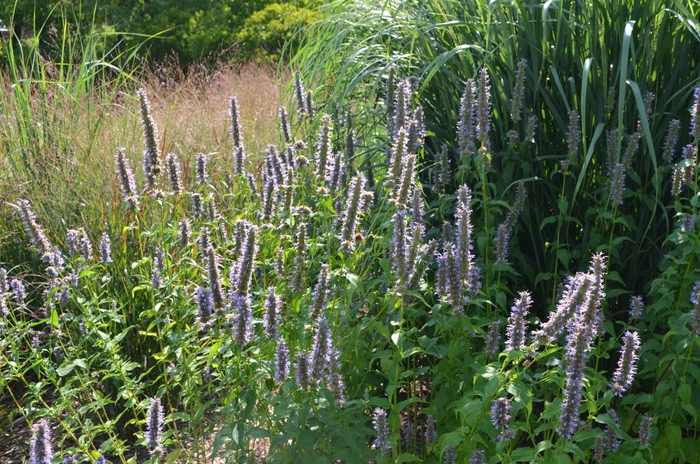 Black Adder Hummingbird Mint - Agastache ''Black Adder'' (Hummingbird Mint) from Betty's Azalea Ranch