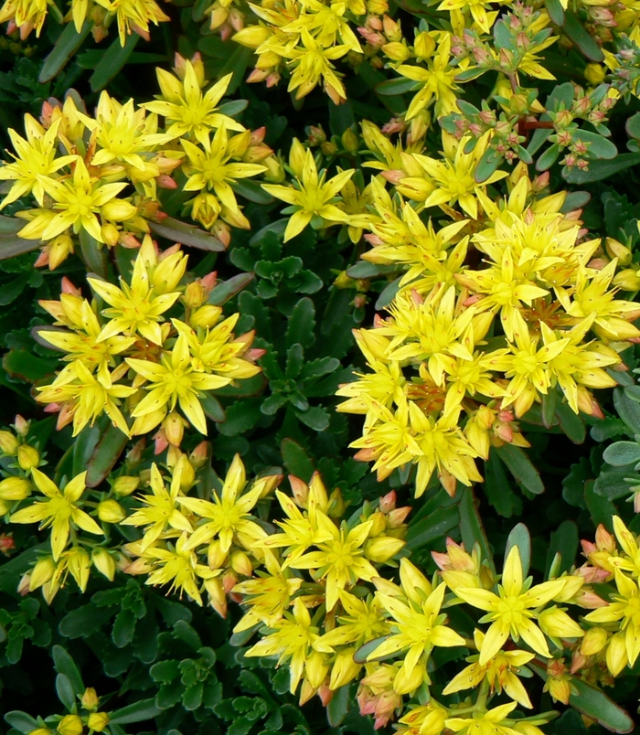 Weihenstephaner Gold Stonecrop - Sedum floriferum ''Weihenstephaner Gold'' (Stonecrop) from Betty's Azalea Ranch