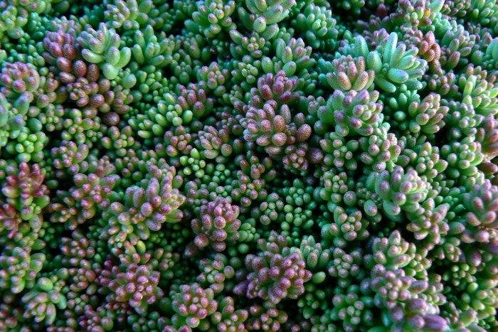 Coral Carpet Stonecrop - Sedum album ''Coral Carpet'' (Stonecrop) from Betty's Azalea Ranch