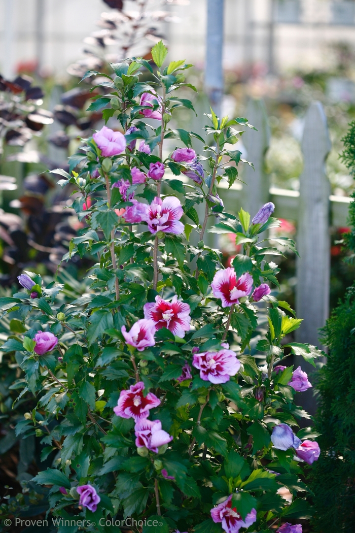 'Purple Pillar®' Rose of Sharon - Hibiscus syriacus from Betty's Azalea Ranch