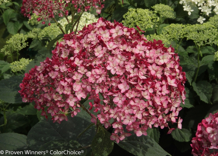 Invincibelle® Ruby - Hydrangea arborescens 'Ruby' from Betty's Azalea Ranch