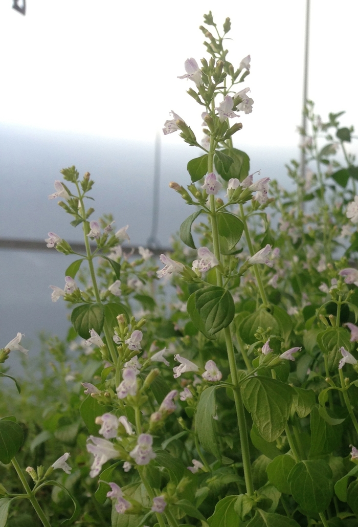 Calamint - Calamintha nepeta from Betty's Azalea Ranch Calamint - Calamintha nepeta from Betty's Azalea Ranch