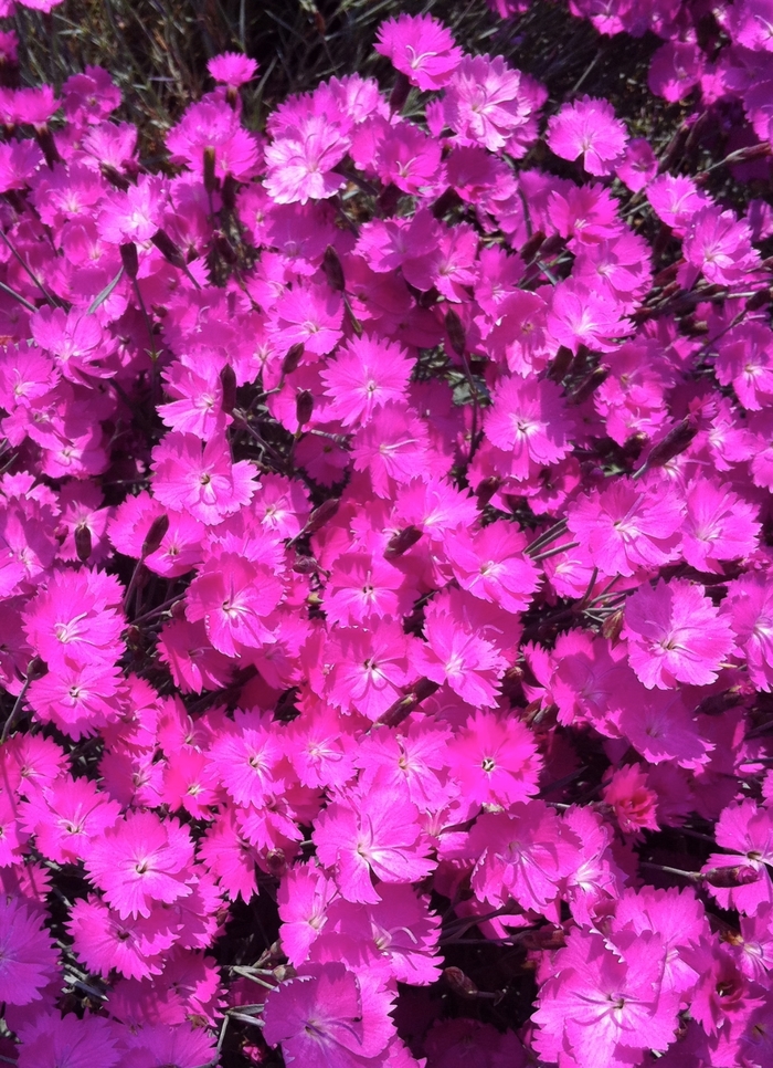 Fire Witch Cheddar Pinks - Dianthus gratianopolitanus ''Fire Witch'' (Cheddar Pinks) from Betty's Azalea Ranch