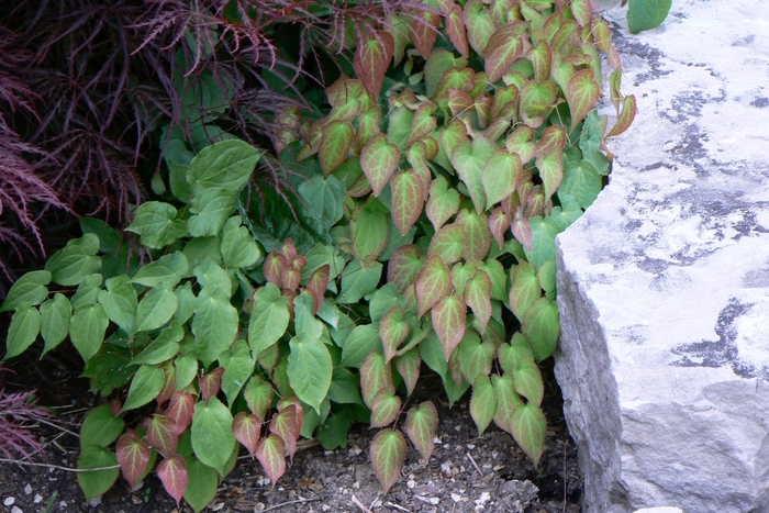 Red Barrenwort - Epimedium rubrum from Betty's Azalea Ranch