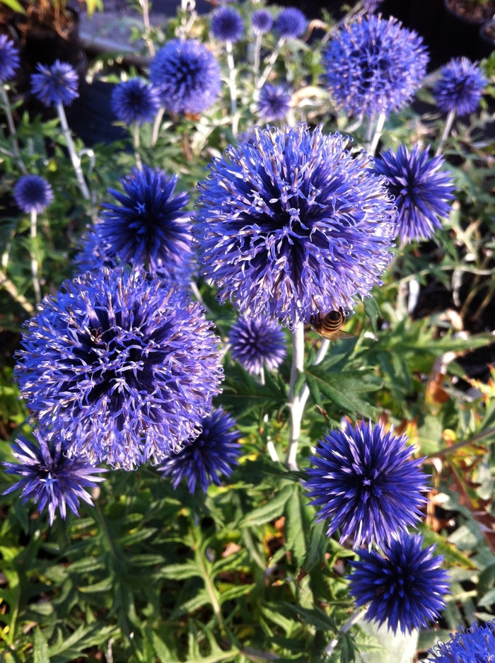 Globe Thistle - Echinops ritro 'Veitch's Blue' from Betty's Azalea Ranch