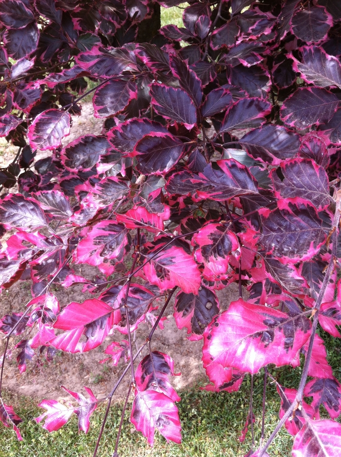 Tricolor Beech - Fagus sylvatica 'Roseomarginata' from Betty's Azalea Ranch