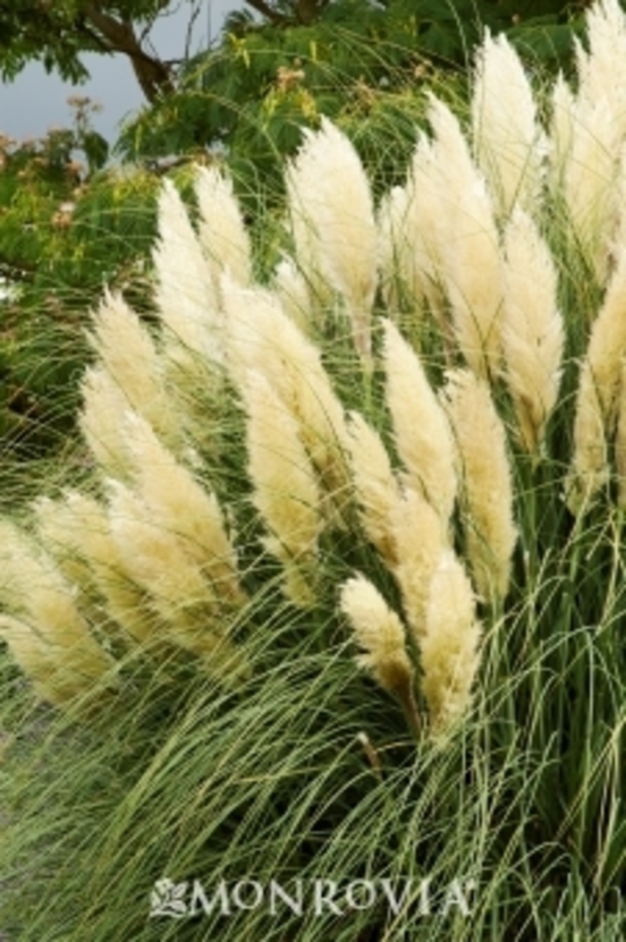 Pumila Dwarf Pampas Grass - Cortaderia selloana ''Pumila'' (Dwarf Pampas Grass) from Betty's Azalea Ranch