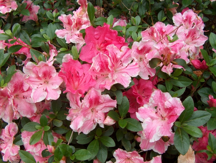 'Conversation Piece' Azalea - Rhododendron Robin Hill Hybrid from Betty's Azalea Ranch