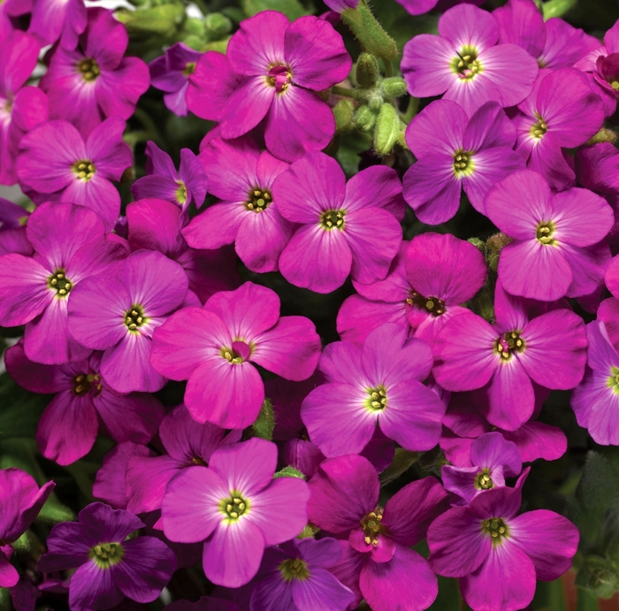 Axcent™ Lilac Imp - Aubrieta ''Lilac Imp'' (Rock Cress) from Betty's Azalea Ranch