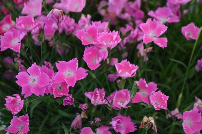 Kahori® 'Pink' - Dianthus gratianopolitanus (Pink Carnation) from Betty's Azalea Ranch Kahori® 'Pink' - Dianthus gratianopolitanus (Pink Carnation) from Betty's Azalea Ranch