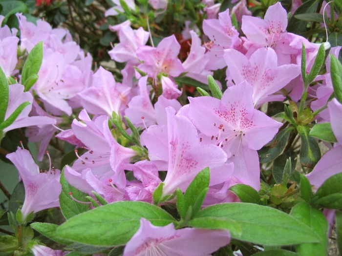 'Mildred' Azalea - Rhododendron from Betty's Azalea Ranch