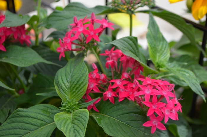 Graffiti® Lipstick - Pentas lanceolata ''Lipstick'' (Star Flower) from Betty's Azalea Ranch