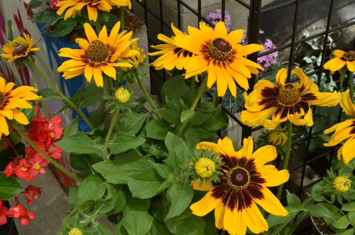 Denver Daisy™ Black-Eyed Susan - Rudbeckia hirta ''Denver Daisy™'' (Black-Eyed Susan) from Betty's Azalea Ranch