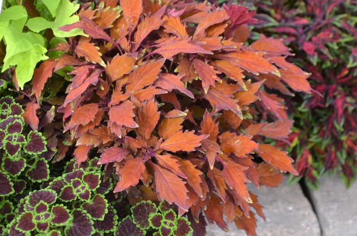 Flame Thrower™ Habanero - Solenostemon ''UF9837'' PP27077 (Coleus) from Betty's Azalea Ranch