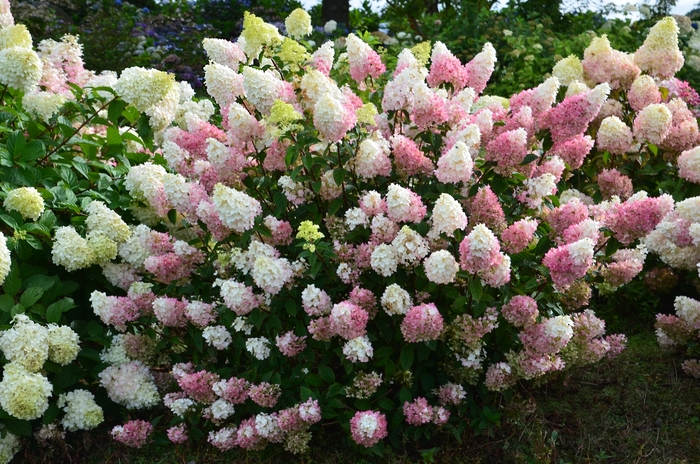 Strawberry Sundae® Hydrangea - Hydrangea paniculata ''Rensu'' PP25,438 (Hydrangea) from Betty's Azalea Ranch