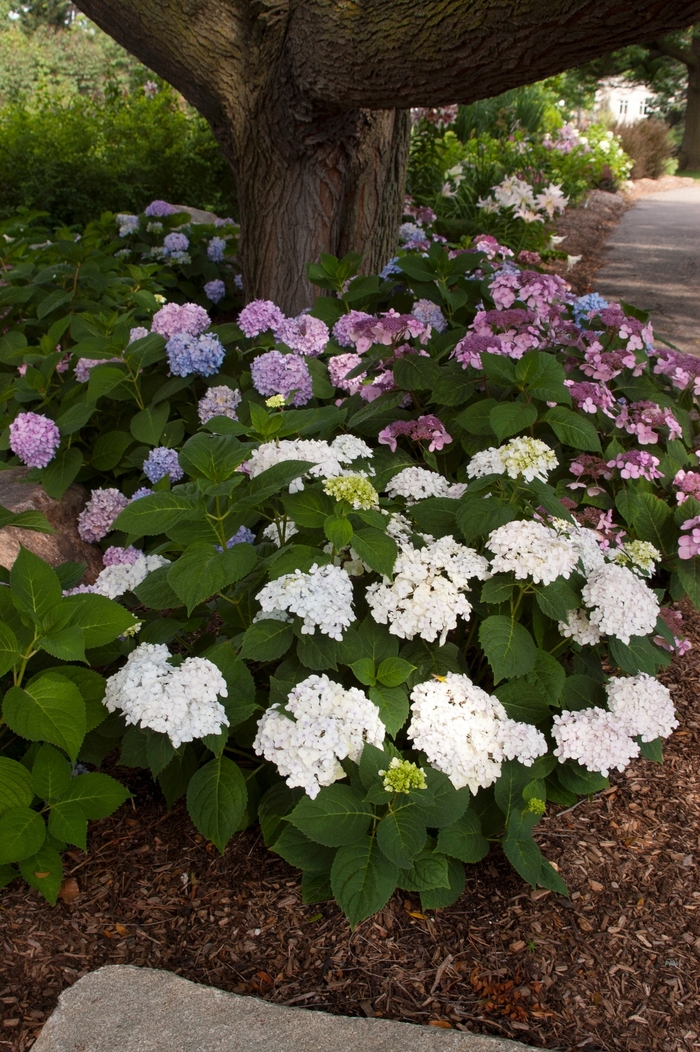 Blushing Bride Hydrangea - Hydrangea macrophylla Blushing Bride from Betty's Azalea Ranch