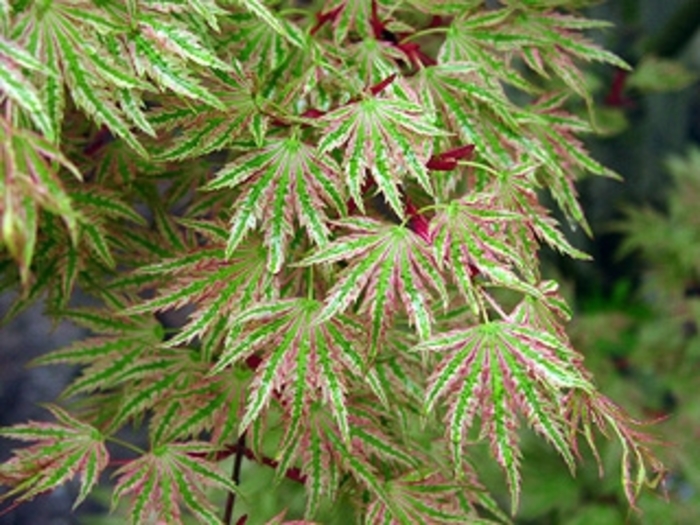 Higasayama Japanese Maple - Acer palmatum ''Higasayama'' (Japanese Maple) from Betty's Azalea Ranch