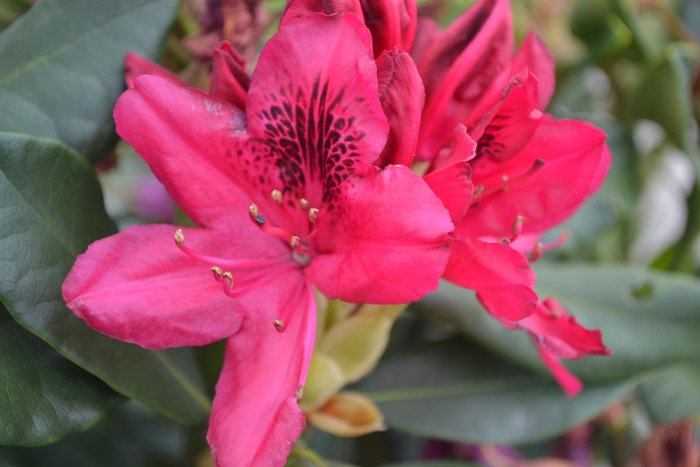 'Nova Zembla' - Rhododendron from Betty's Azalea Ranch