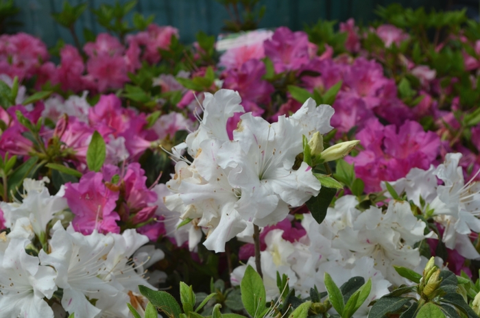 Encore® 'Autumn Lily®' - Rhododendron (Azalea) from Betty's Azalea Ranch