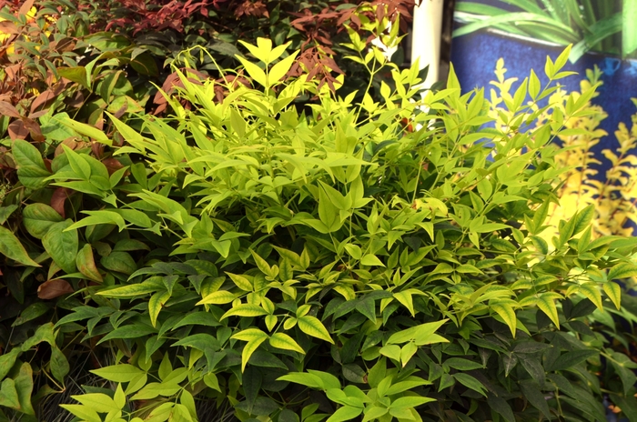 ''Lemon-Lime'' Heavenly Bamboo - Nandina domestica PP24749 from Betty's Azalea Ranch