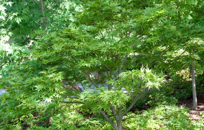 Villa Taranto Japanese Maple - Acer palmatum ''Villa Taranto'' (Japanese Maple) from Betty's Azalea Ranch