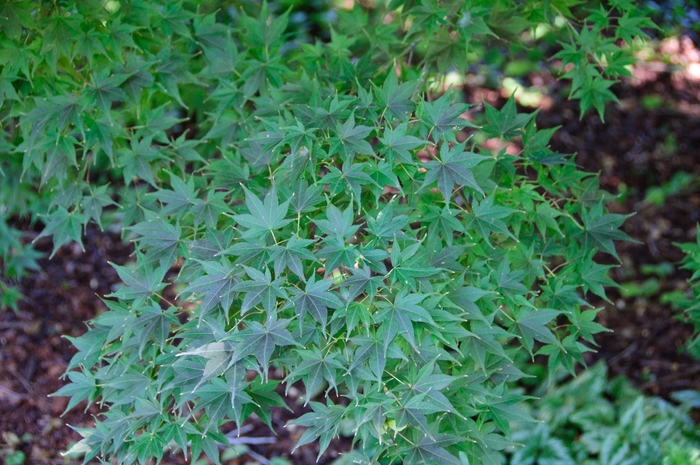 Tsukushi gata Japanese Maple - Acer palmatum ''Tsukushi gata'' (Japanese Maple) from Betty's Azalea Ranch