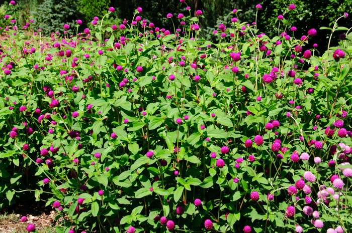 Ping Pong Purple Gomphrena - Gomphrena globosa ''Ping Pong Purple'' (Gomphrena) from Betty's Azalea Ranch