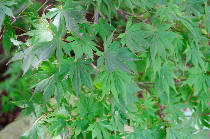 Trompenburg Japanes Maple - Acer palmatum ''Trompenburg'' (Japanes Maple) from Betty's Azalea Ranch