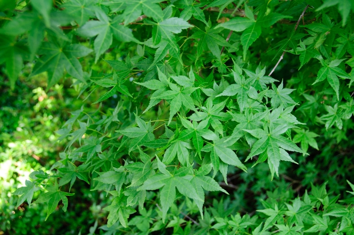 Shindeshojo Japanese Maple - Acer palmatum ''Shindeshojo'' (Japanese Maple) from Betty's Azalea Ranch