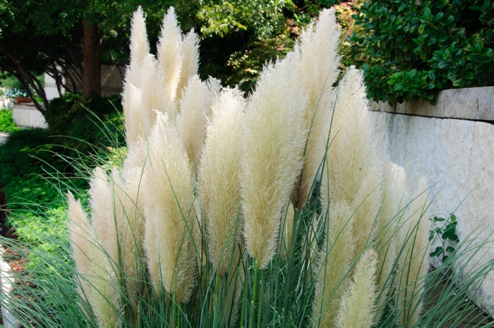 Ivory Feathers® Dwarf Pampas Grass - Cortaderia selloana ''Pumila'' (Dwarf Pampas Grass) from Betty's Azalea Ranch