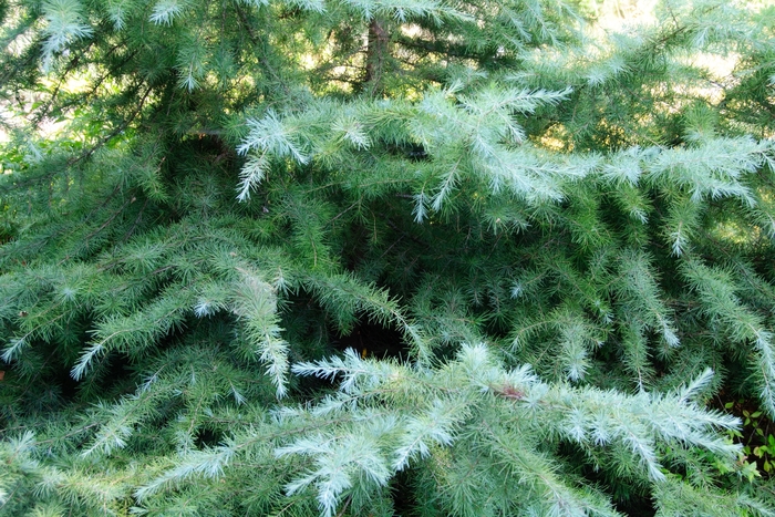 Snow Sprite Deodar Cedar - Cedrus deodara ''Snow Sprite'' (Deodar Cedar) from Betty's Azalea Ranch