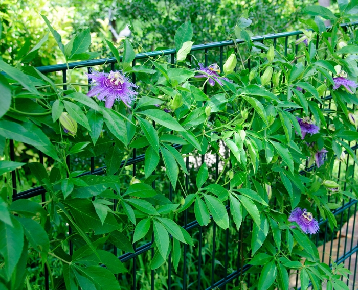 Incense Passion Flower - Passiflora ''Incense'' (Passion Flower) from Betty's Azalea Ranch Incense Passion Flower - Passiflora ''Incense'' (Passion Flower) from Betty's Azalea Ranch