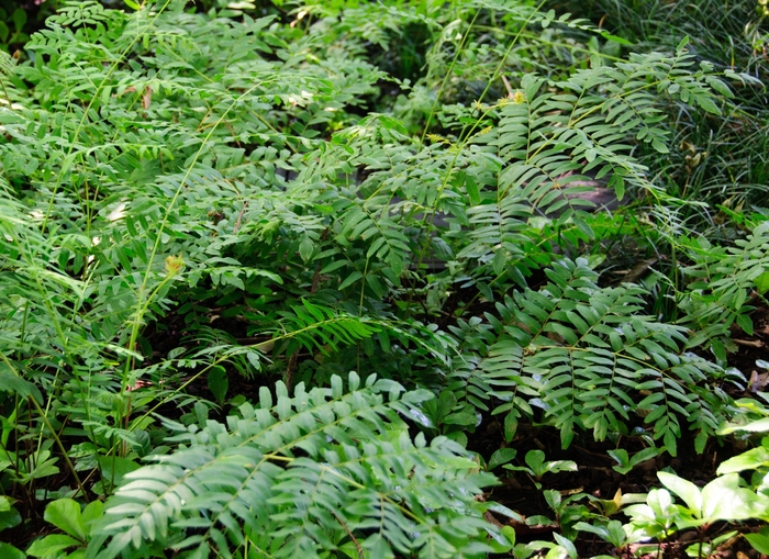 Royal Fern - Osmunda regalis var. spectabilis (Royal Fern) from Betty's Azalea Ranch Royal Fern - Osmunda regalis var. spectabilis (Royal Fern) from Betty's Azalea Ranch