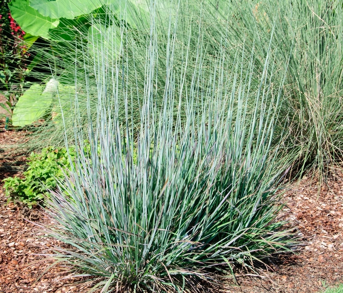 Standing Ovation Little Bluestem - Schizachyrium scoparium ''Standing Ovation'' (Little Bluestem) from Betty's Azalea Ranch