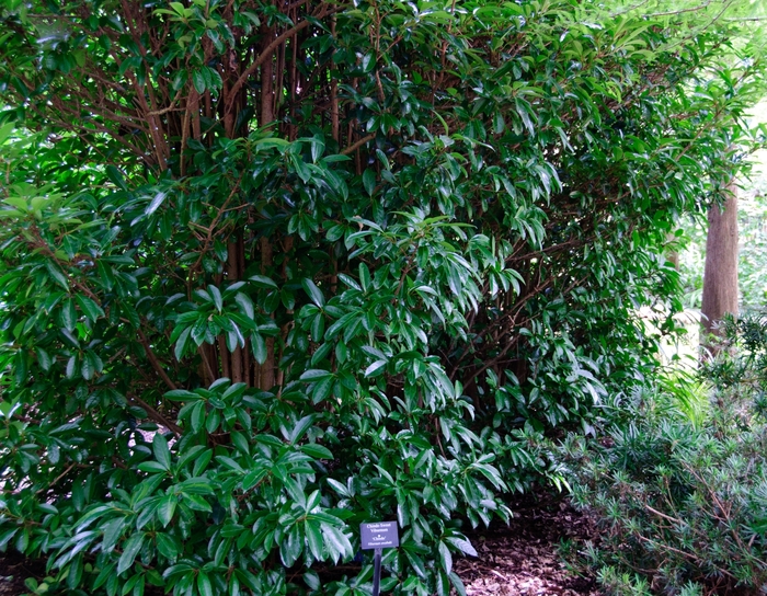Chindo Sweet Viburnum - Viburnum awabuki ''Chindo'' (Sweet Viburnum) from Betty's Azalea Ranch
