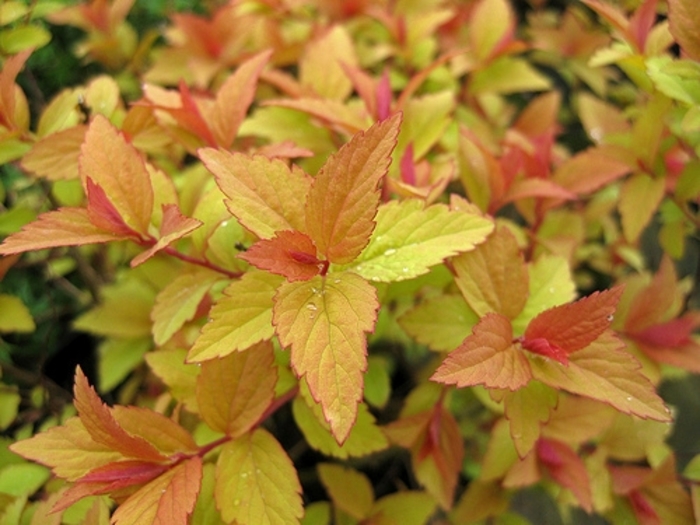 'Firelight' Spirea - Spiraea japonica from Betty's Azalea Ranch