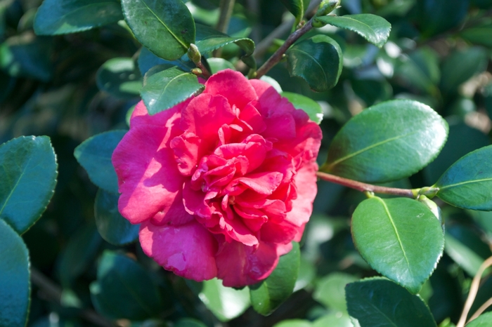 Bonanza Camellia - Camellia sasanqua 'Bonanza' from Betty's Azalea Ranch