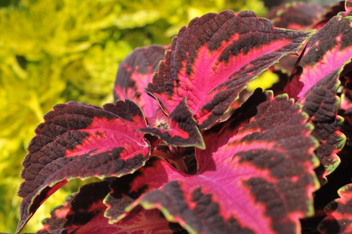 Main Street Fifth Avenue - Solenostemon ''Fifth Avenue'' (Coleus) from Betty's Azalea Ranch