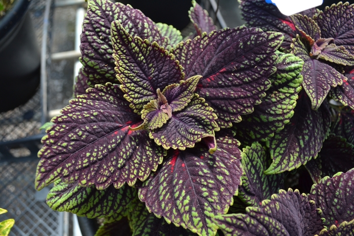 Main Street Abbey Road - Solenostemon ''Abbey Road'' (Coleus) from Betty's Azalea Ranch