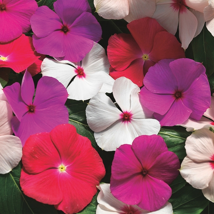 Annual Vinca; Periwinkle - Catharanthus roseus 'Cora Cascade Mix' from Betty's Azalea Ranch