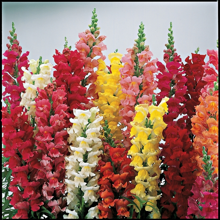 Snapdragon - Antirrhinum majus 'Liberty Classic Mix' from Betty's Azalea Ranch