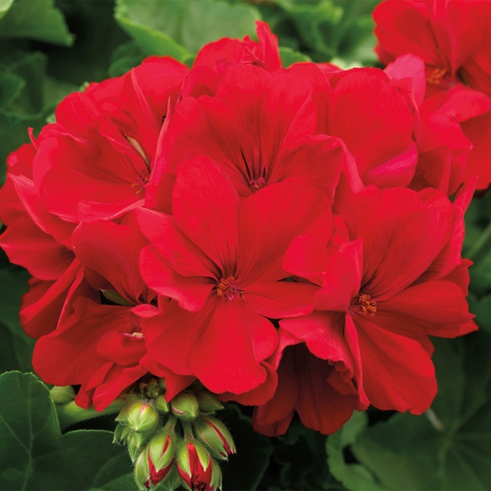 Interspecific Geranium - Pelargonium (Interspecific Geranium) from Betty's Azalea Ranch