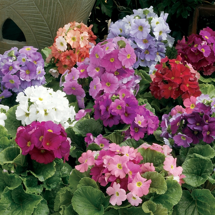 Libre™ Mix - Primula obconica ''Mix'' (German Primrose) from Betty's Azalea Ranch