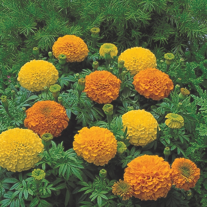 Inca II™ Mix - Tagetes erecta ''Mix'' (Marigold) from Betty's Azalea Ranch