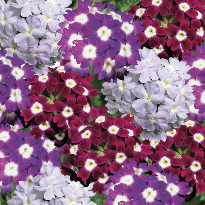 Obsession™ Berry Tart Mix - Verbena ''Berry Tart Mix'' (Verbena) from Betty's Azalea Ranch