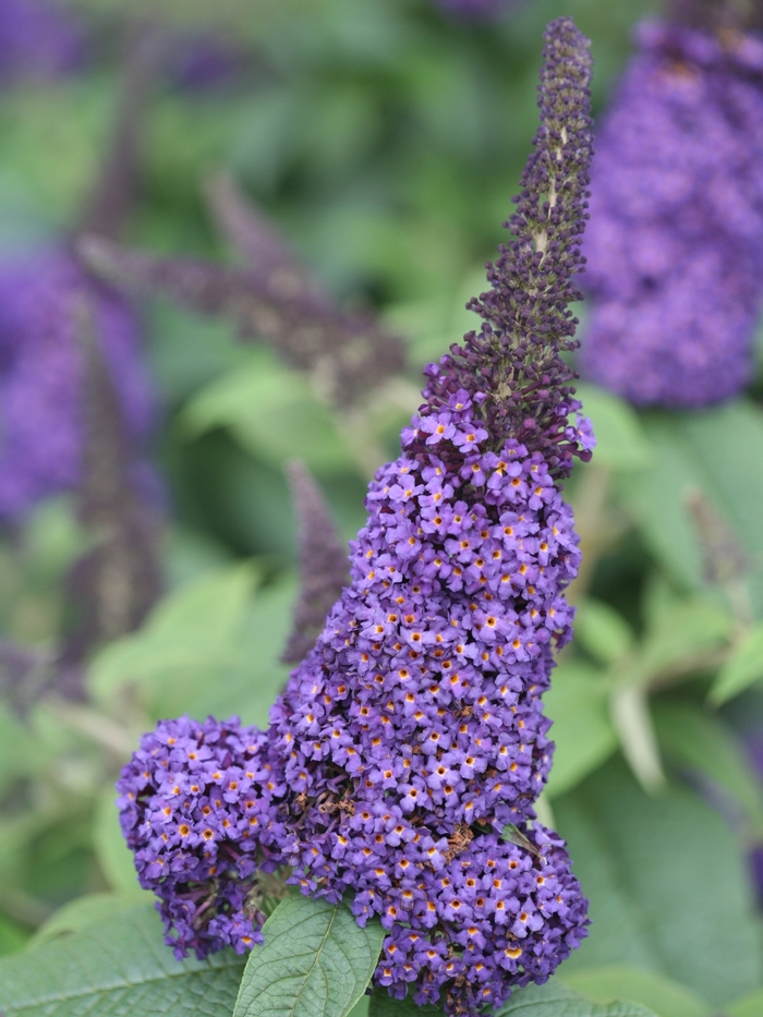 Pugster Blue® - Buddleia x (Butterfly Bush) from Betty's Azalea Ranch